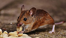 24 Hour & Emergency Exterminators in S Williamspor, PA